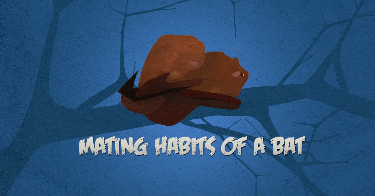 mating habits of a bat bat mating habits